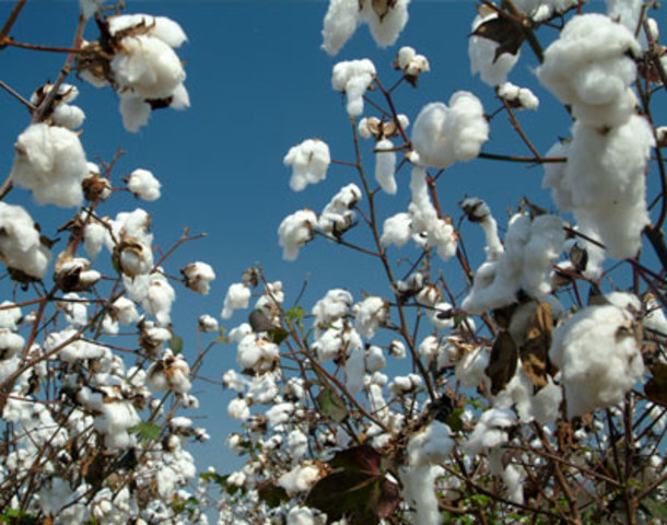 Cotton Trading