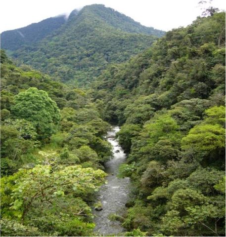 INCENTIVOS PARA REDUCIR LA PERDIDA DE BOSQUES