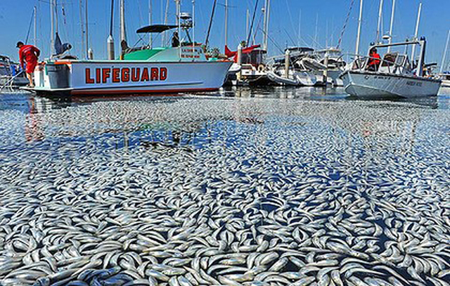 DISMINUCIÓN DE PESCA