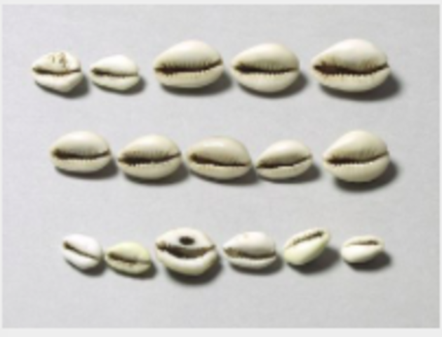 Cowrie Shells