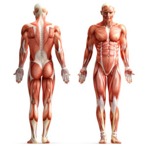 2015 ¿An avance? (Fifth primary.)