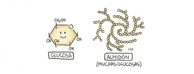 Gottlieb Sigismund K.