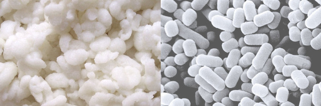 PASTEUR, F.COHEN, R.KOCH