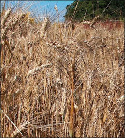 Wheat