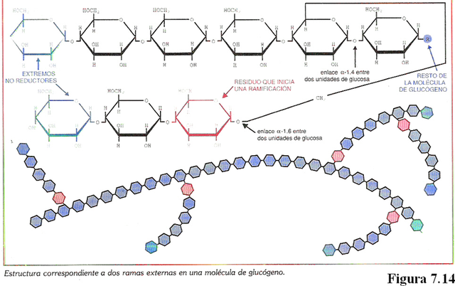 Gottlieb Sigismund Kirchhoff