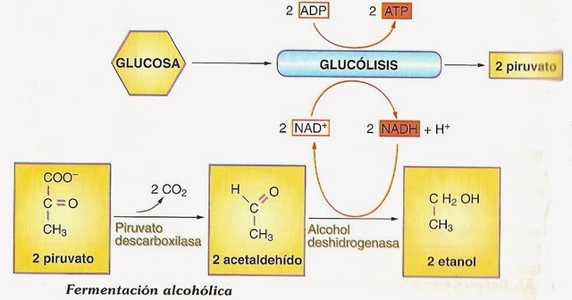 Jöns Jacob Berzelius