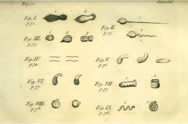 Protozoa and Bacteria