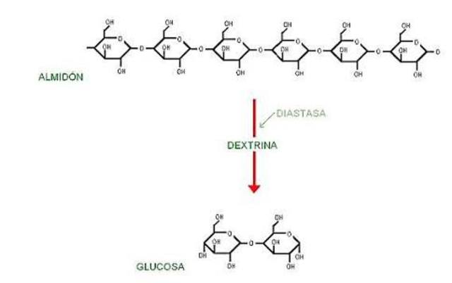 Descubrimiento de la primera enzima Diastasa