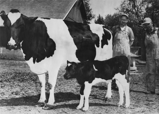 Artificial insemination