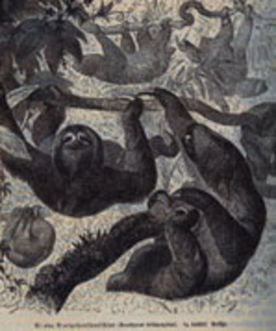 Bahia and Pernambuco, South America