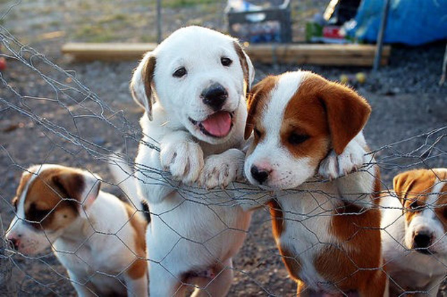 My friend Diva and I opened an animal shelter.