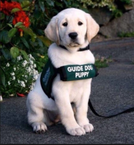 A Guide Dog