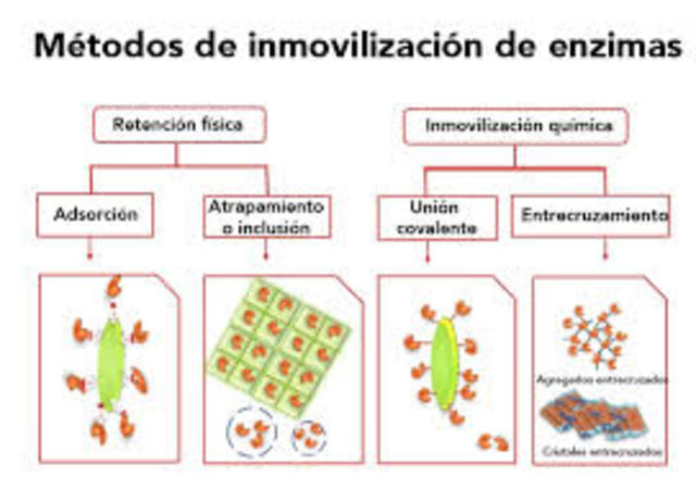 Inmovilización de enzimas