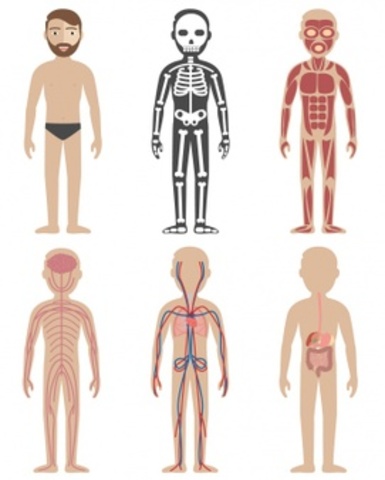 Parts of the body