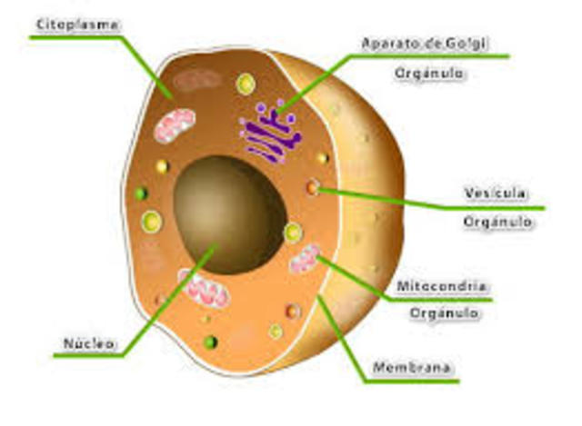 Descubrimiento de la célula
