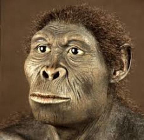 homo habilis