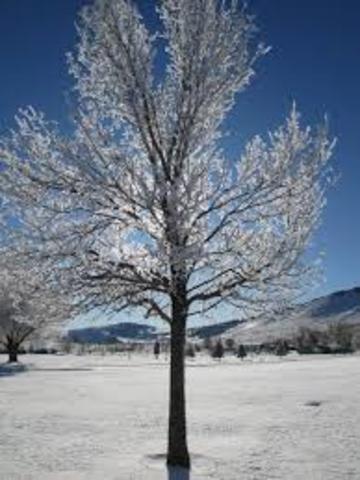 Freezing Tree