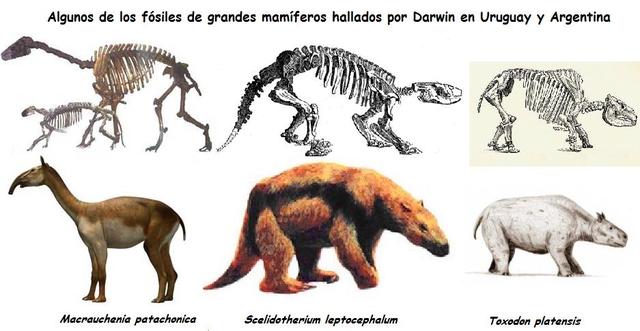 Constituyó la primera evidencia fósil sobre la mutabilidad de las especies