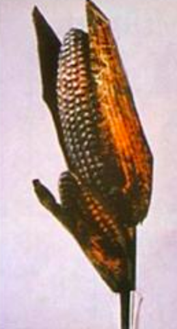 Maize Cobs