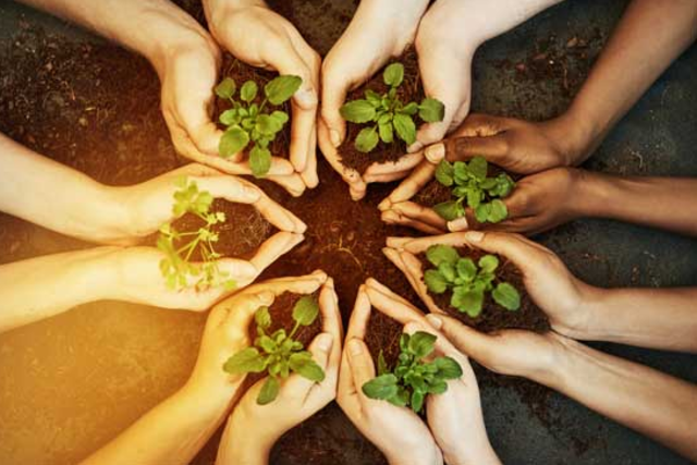 Caring For Tangerines