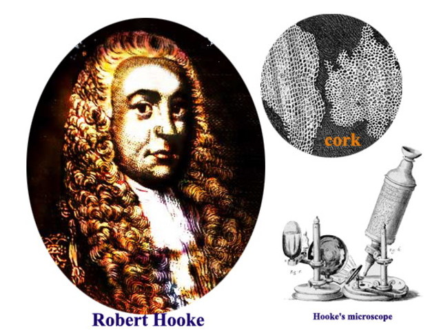 Rober Hook