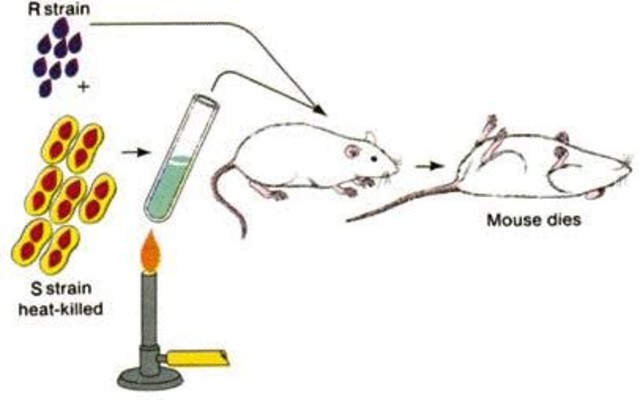 Avery, MacLeod y McCarty demostraron en un experimento de transformación bacteriana que el ADN y no las proteínas, es la mólecula portadora de la información genética