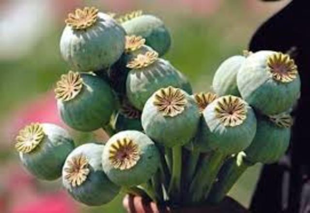 Se publica la nueva tarifa de aranceles, donde el único producto prohibido era el opio