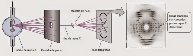 Rosalind Franklin logro producir imagenes de difraccion de rayos x del DNA