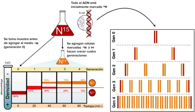Meselson y Stahl demostraron que la duplicación del DNA es semiconservativa