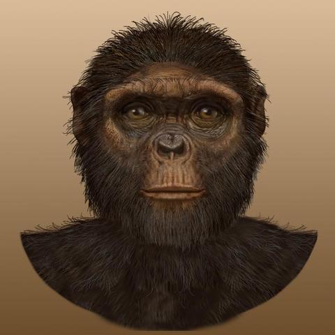 Ardepithecus Ramidus