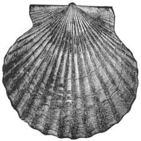 Descubre fósiles bivalvos.