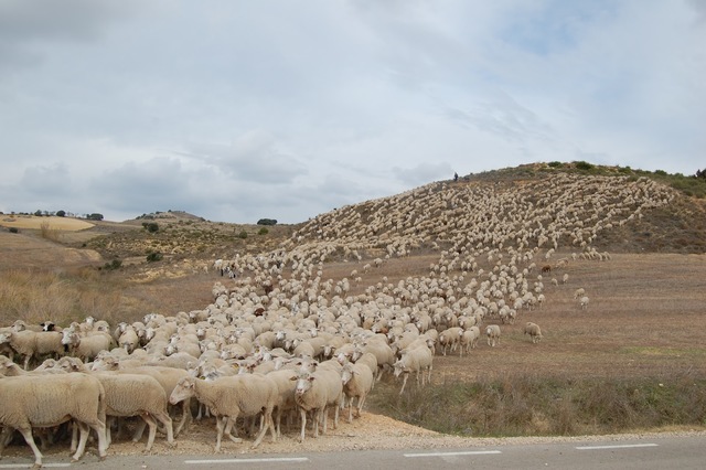 FOUNDATION OF THE MESTA