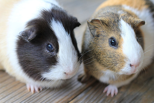 Guinea pigs