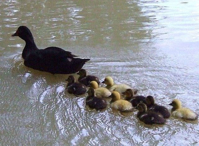 EVOLUCIÓN DE RETRASO MENTAL