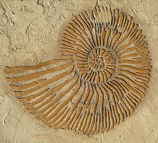 Fossils in Argentina