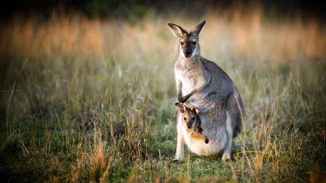 Marsupials