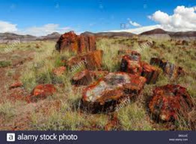 After they were petrified