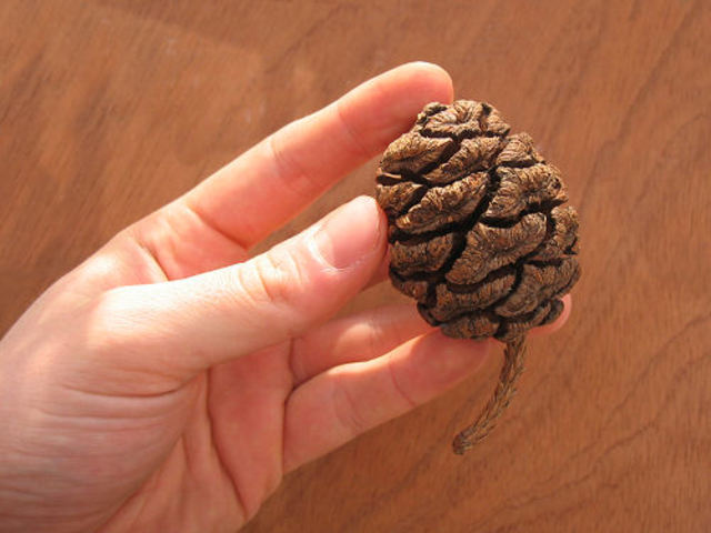 Largest Redwood tree today was a sappling.