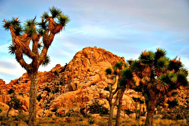 Joshua Tree Was Declared a National Monument