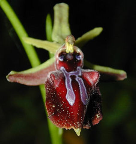 SOBRE LA INTERENCIÓN DE LOS INSECTOS EN LA FECUNDACIÓN DE LAS ORQUÍDEAS.
