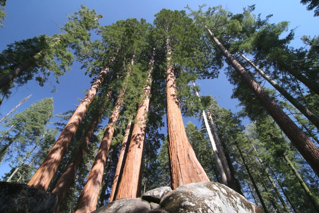 The tallest tree in the world was discovered.