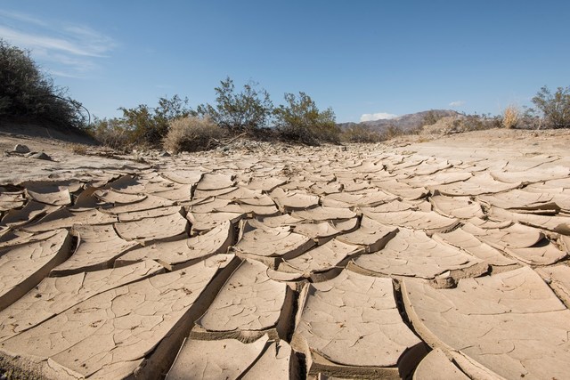 Climate Change in Joshua Tree