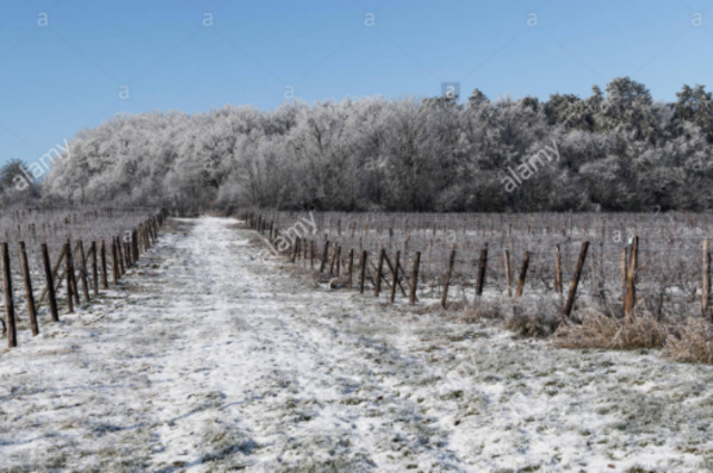 The death of Luis Cruz