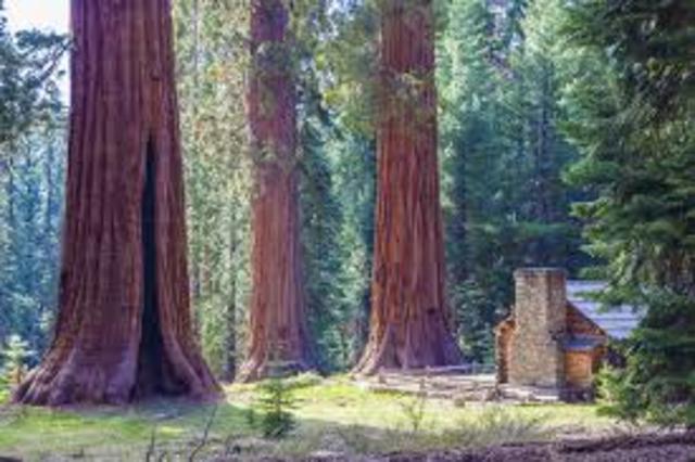 Mariposa Grove is added to the National Park