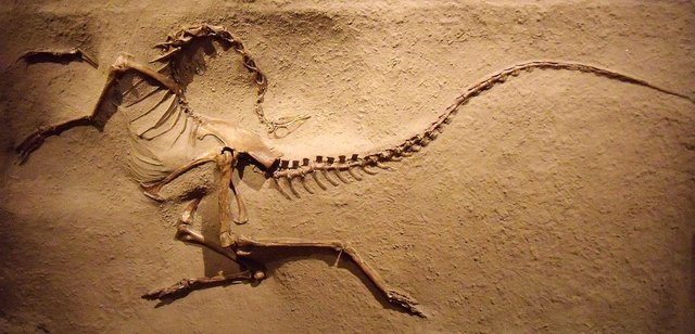 Paleontologists discover 50 new fossil sites and at least a dozen dinosaur skeletons