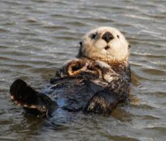 Sea Otters are Protected by the Law.