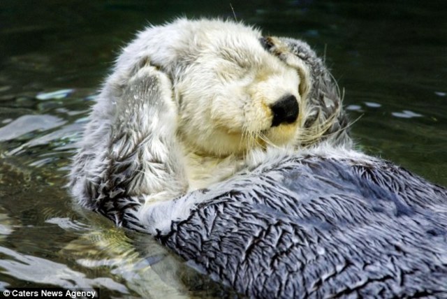An English Shipbuilder named Shields gathers sea otters