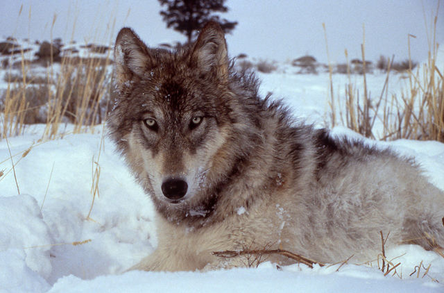 14 wolves were brought to Yellowstone to increase population