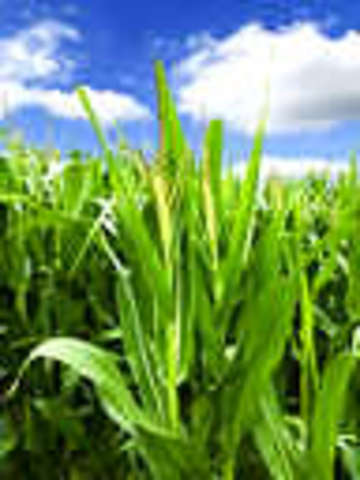 Rise of tobacco and other Cash Crops