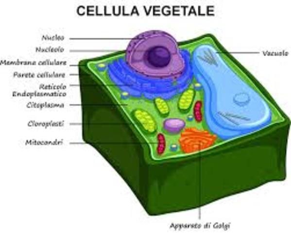 cellule eucariote